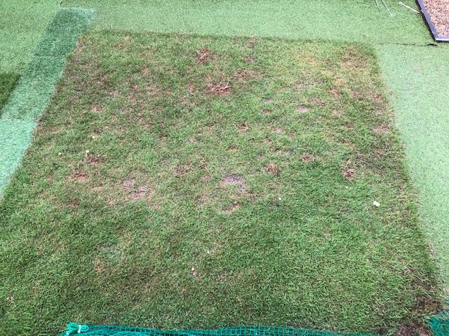 キノコの除去 庭の芝生に発生したキノコ除去 ５つのポイント Par Ojisan72 Golf
